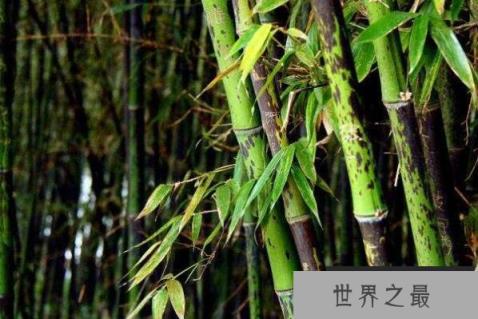 十大名贵竹子品种(1357vip.com)