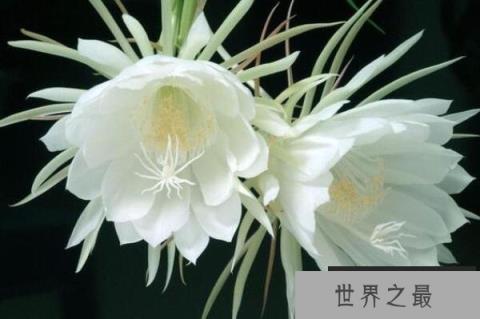 十大凄美之花的花语（1357vip.com）