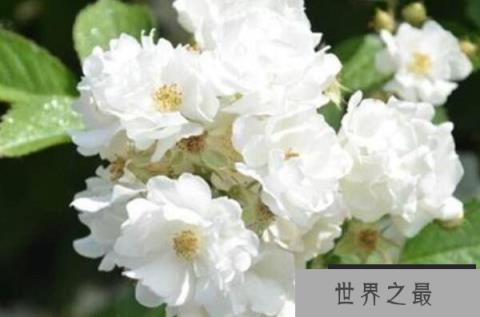 十大凄美之花的花语（1357vip.com）