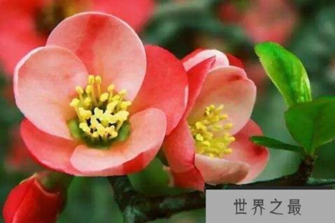 风水十大吉祥花，龙脊骨排第二，第六寓意百年好合（1357vip.com）