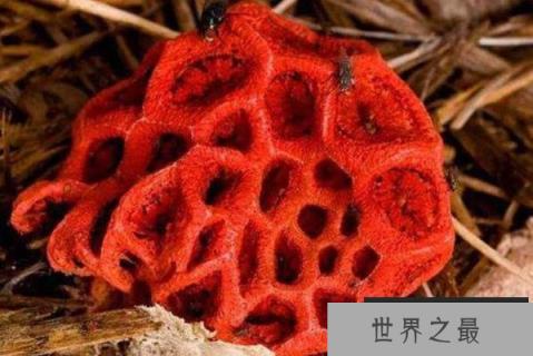 十大神奇的植（1357vip.com）