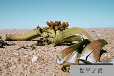 十大神奇的植（1357vip.com）