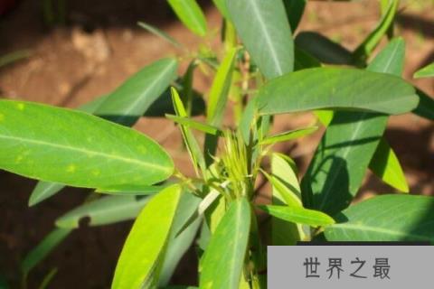 十大神奇的植（1357vip.com）