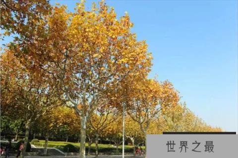 世界十大行道树（1357vip.com）