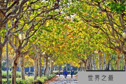 世界十大行道树（1357vip.com）