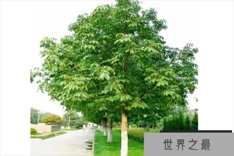 世界十大行道树（1357vip.com）