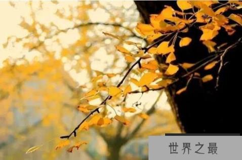 中国十大吉祥树，长寿树木排第一（1357vip.com）