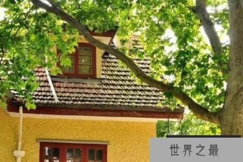 中国十大吉祥树，长寿树木排第一（1357vip.com）