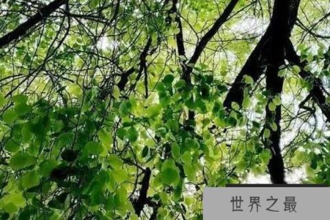 中国十大吉祥树，长寿树木排第一（1357vip.com）