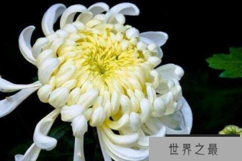 最名贵的十种花卉（1357vip.com）