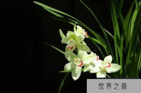 最名贵的十种花卉（1357vip.com）