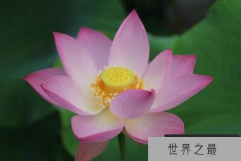 最名贵的十种花卉（1357vip.com）