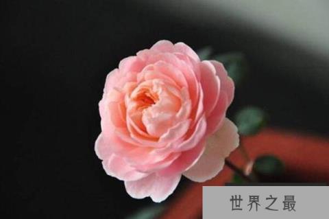 月季十大经典品种,榜首红双喜种植最广泛(1357vip.com)