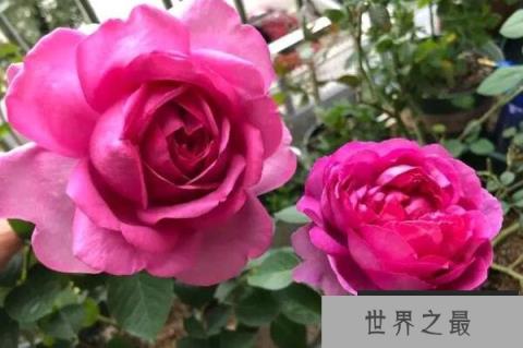 月季十大经典品种,榜首红双喜种植最广泛(1357vip.com)