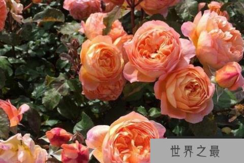 奥斯汀十大经典月季（1357vip.com）