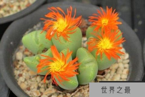 多肉十大名品,龟甲牡丹排第一,第三是高山芦荟品种(1357vip.com)