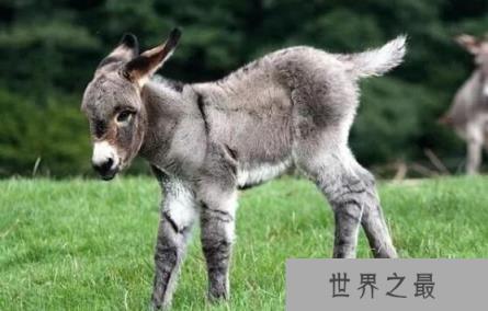 世界上最矮的驴：迷你驴，身高仅60cm基因突变天生长不大