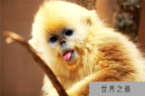 世界上最奇特的动物:金丝猴,吃东西的样子很斯文