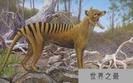 世界上最稀有的动物:袋狼,几度灭绝又起死回升