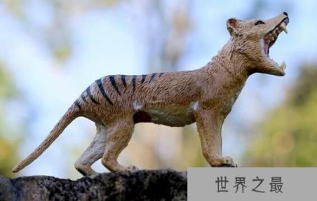 世界上最稀有的动物:袋狼,几度灭绝又起死回升