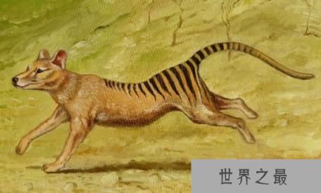 世界上最稀有的动物:袋狼,几度灭绝又起死回升