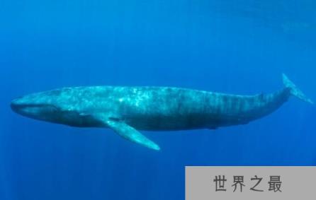 世界上最大的动物:蓝鲸,憨萌可爱(深海巨物)