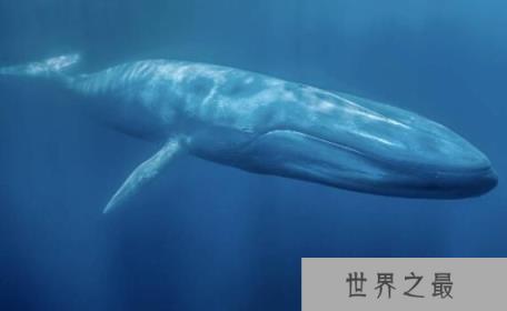 世界上最大的动物:蓝鲸,憨萌可爱(深海巨物)