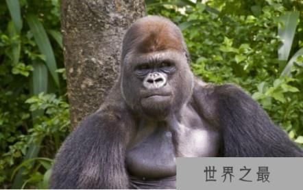 世界上最聪明的动物：黑猩猩，记忆力超强（人类近亲）