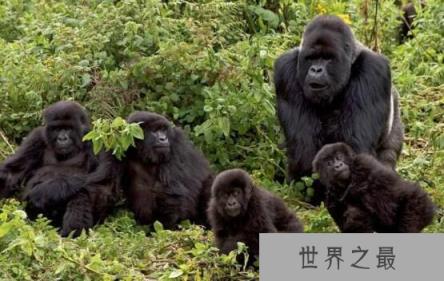 世界上最聪明的动物：黑猩猩，记忆力超强（人类近亲）