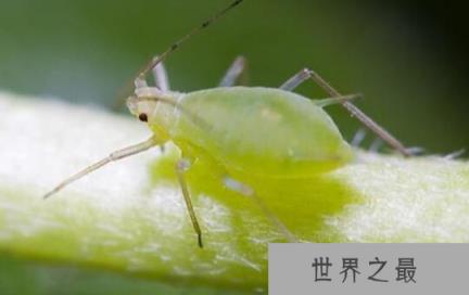 世界上繁殖最快的昆虫：蚜虫，一年繁殖30代(N世同堂)