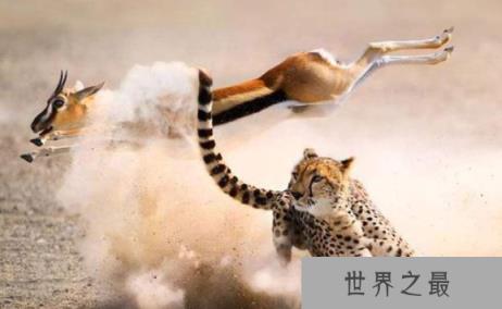 地球上奔跑速度最快的十种动物，猎豹速度最快蓝羚角马垫底