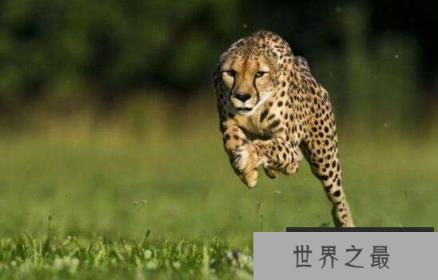 猎豹速度最快是多少，时速达115公里(2秒内加速65km)