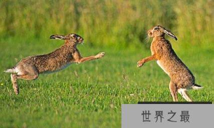 世界上速度最快的兔子：欧洲野兔，时速72公里的速度之王