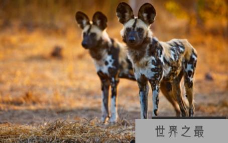 非洲野狗的奔跑速度有多快，时速高达50多公里(个头小跑得贼快)