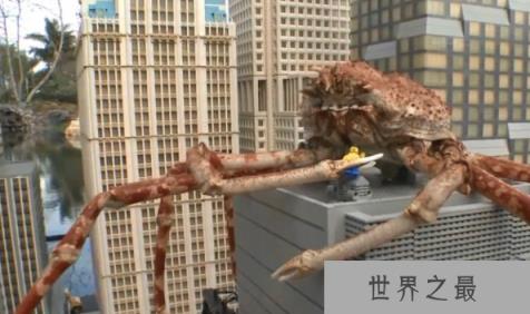 世界上最大的螃蟹,体长4.2米的巨型杀人蟹