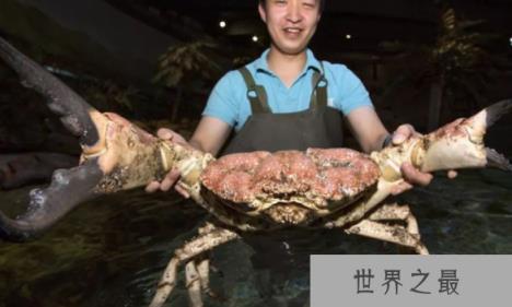 世界上最大的螃蟹,体长4.2米的巨型杀人蟹