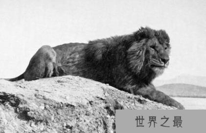世界上最大的狮子:开普狮,体重994Kg的超大型狮子