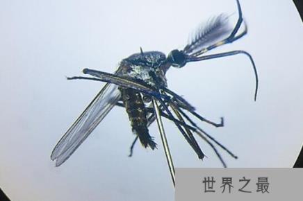 世界上最大的蚊子:华丽巨蚊,有着华丽花纹的漂亮蚊子