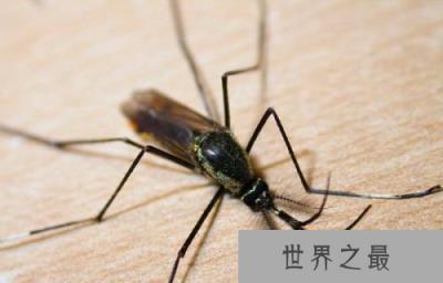世界上最大的蚊子:华丽巨蚊,有着华丽花纹的漂亮蚊子