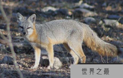 灰狐的奔跑速度有多快，时带高达45公里的快跑者