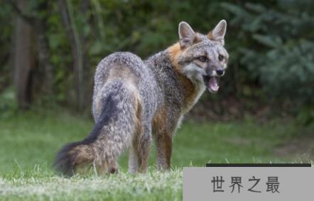 灰狐的奔跑速度有多快，时带高达45公里的快跑者