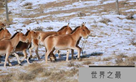 野驴的奔跑速度有多快，时速高达70公里的超耐力长跑驴