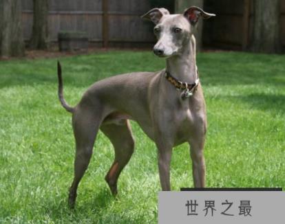 灰狗的奔跑速度