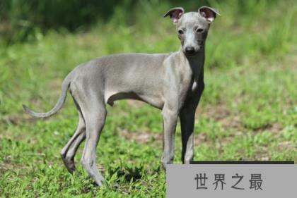 灰狗的奔跑速度