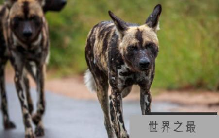 非洲野狗的奔跑速度有多快，时速高达50多公里(个头小跑得贼快)