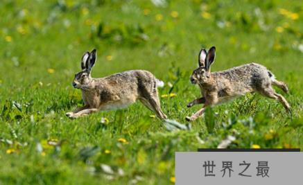 欧洲野兔的奔跑速度有多快，时速高达60公里的草原狠角色