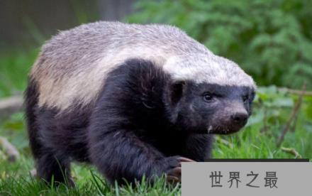 平头哥是什么梗，不服就干的“社会人”形象