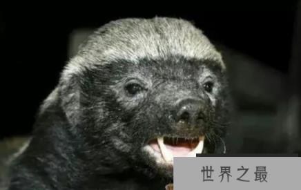 平头哥是什么梗，不服就干的“社会人”形象