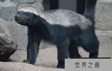 平头哥是什么梗，不服就干的“社会人”形象