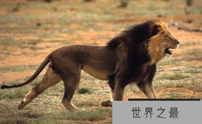 开普狮和巴巴里狮谁大，世界最大狮子体型数据对比